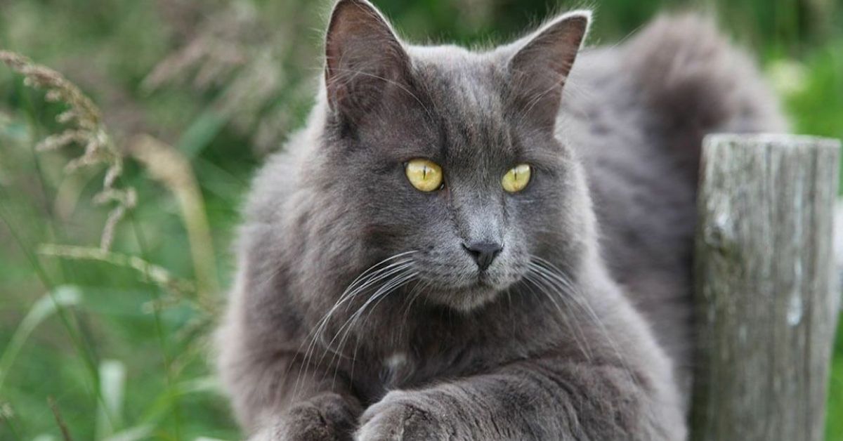 Cuccioli di Nebelung come sceglierli? Tutti i consigli migliori e le dritte