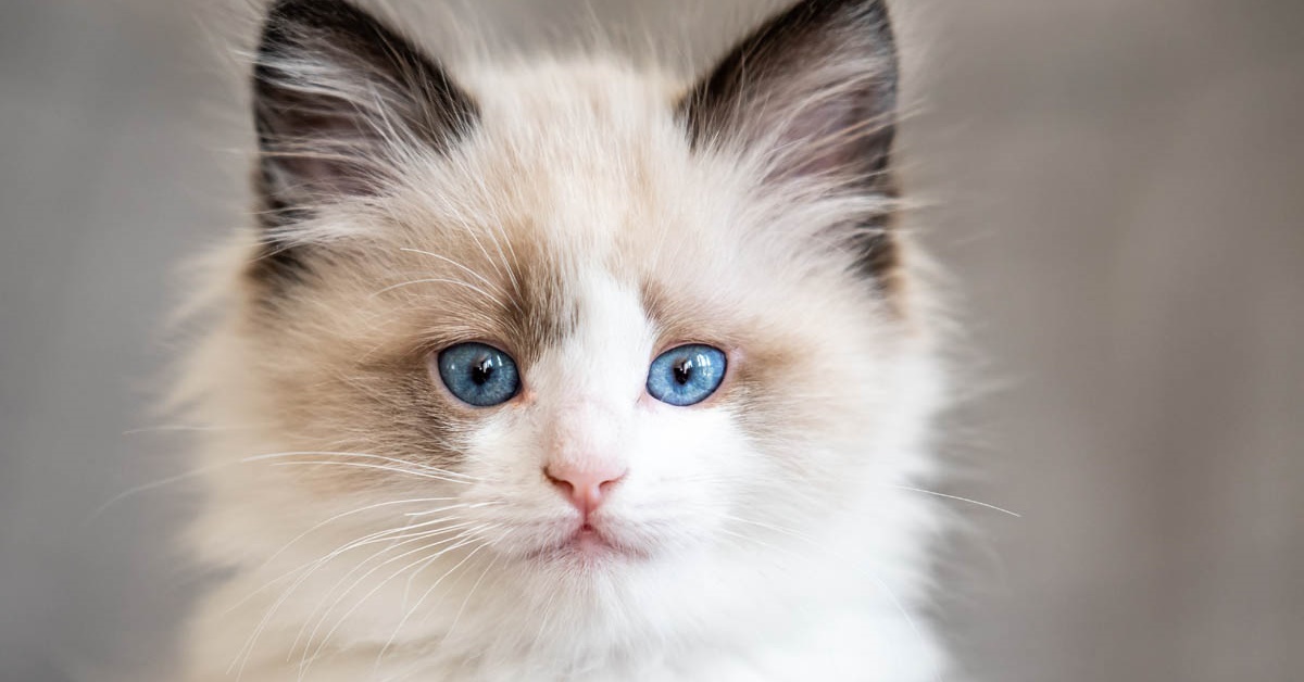 Cuccioli di Ragdoll: carattere, particolarità e come educarli