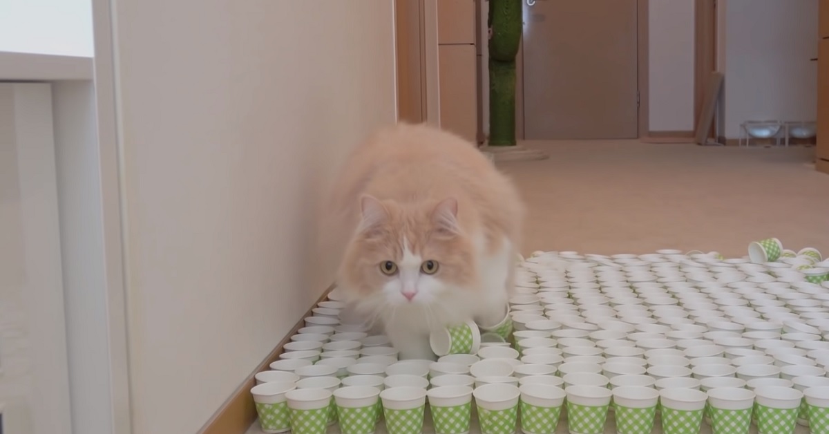 Dei teneri gattini sono chiamati ad affrontare una sfida praticamente impossibile, ecco il video delle loro imprese