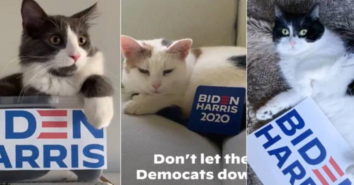 I gatti protagonisti della campagna elettorale di Joe Biden (VIDEO)