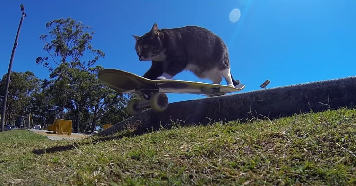 Didga, il gattino celtico che sfreccia a bordo di uno skateboard (VIDEO)