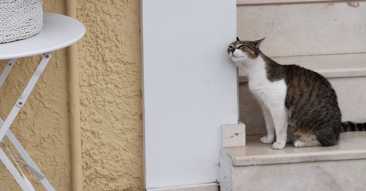 Trasferimento Gatto adulto