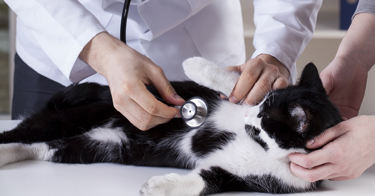 stetoscopio sul gatto