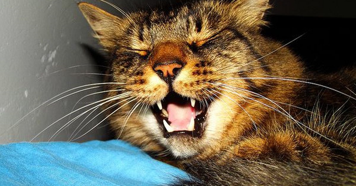 gatto tiene la bocca aperta per respirare