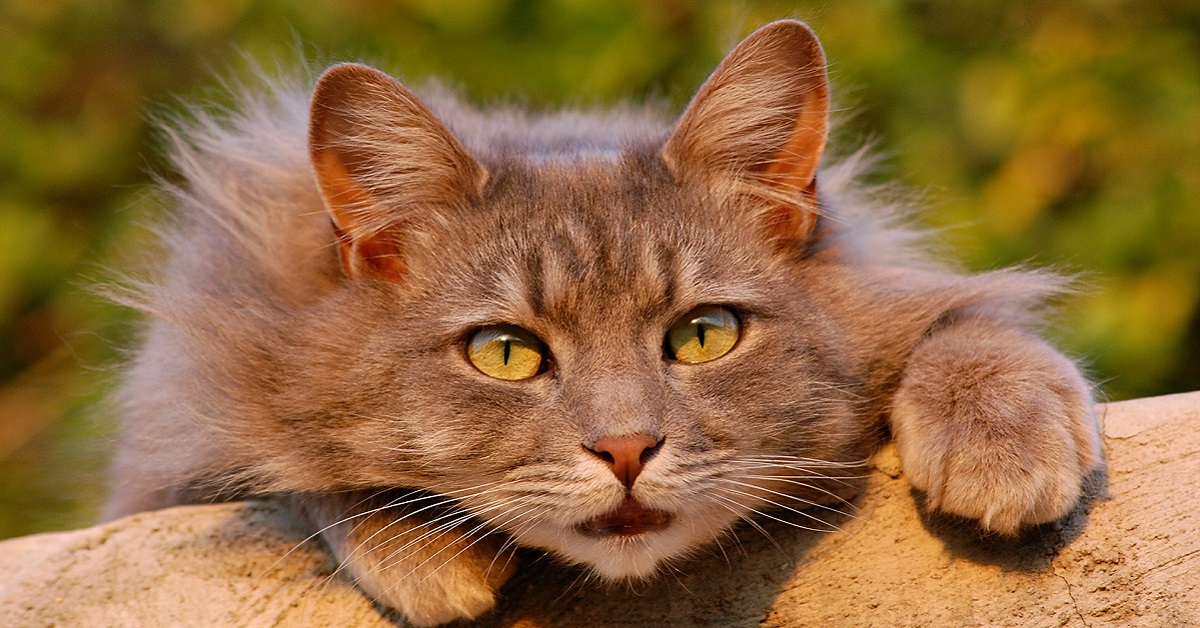 Dispnea nel gatto: cause, sintomi e rimedi: tutto quello che c’è da sapere