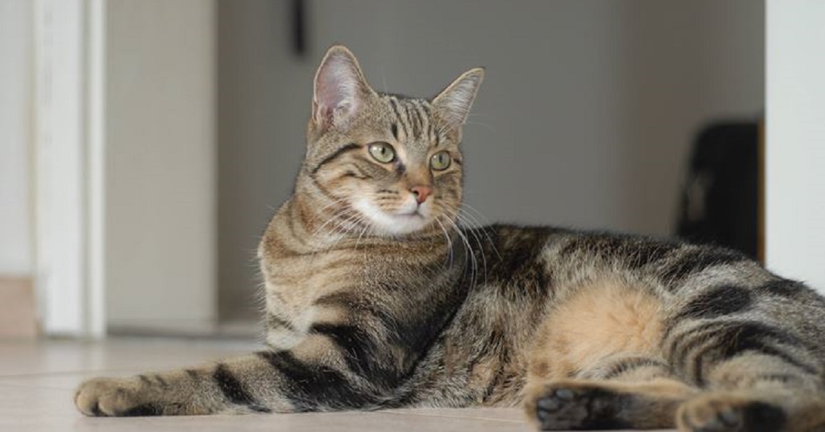 Dopo aver girato tra una casa e l’altra, il gattino Mike ha trovato quella giusta (VIDEO)