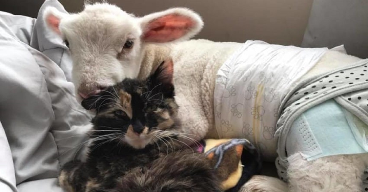 Dora, la gattina calicò migliore amica di un agnellino (VIDEO)
