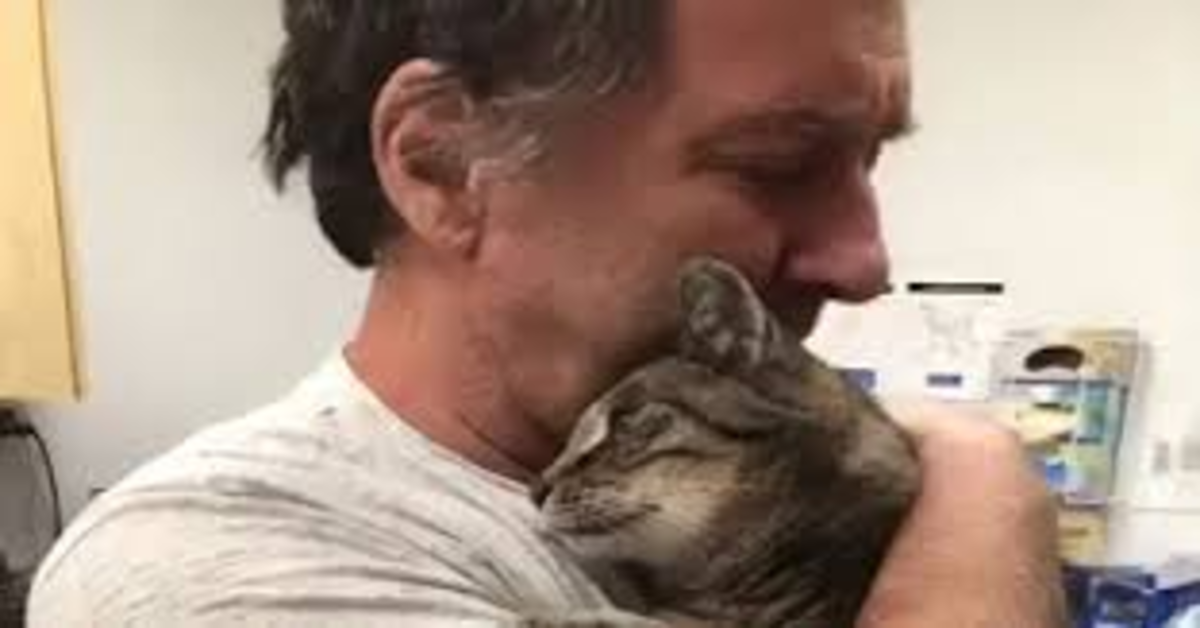 Un uomo e il suo gattino perduto Chebron si ritrovano dopo sette anni (VIDEO)