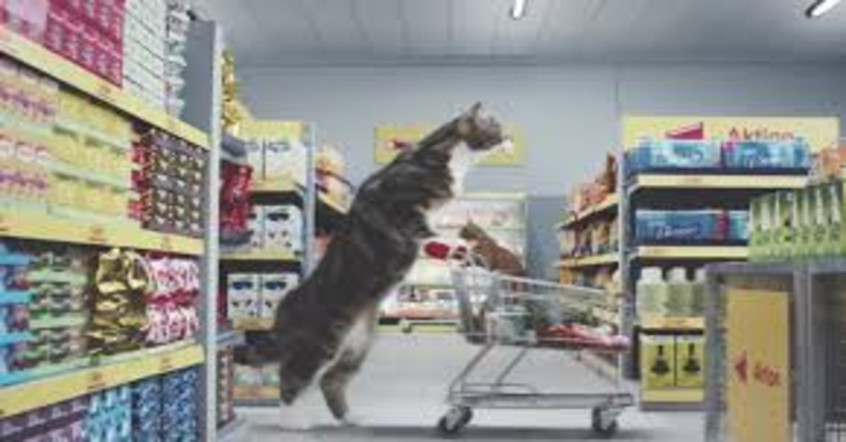 I gattini protagonisti del bellissimo spot di un noto supermercato tedesco (VIDEO)