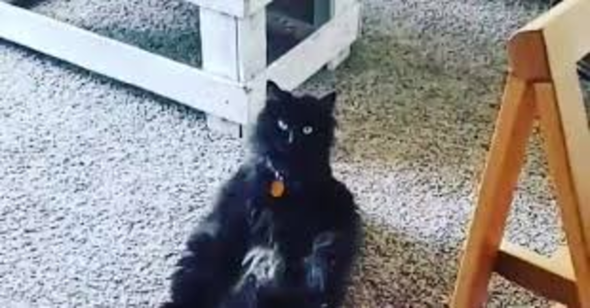La comica gattina che riesce a star seduta come una persona (VIDEO)