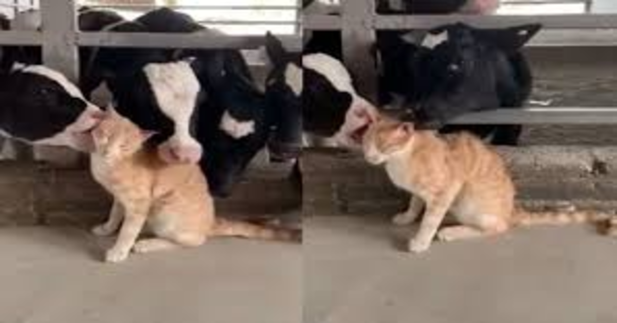 gattino coccolato dalle mucche
