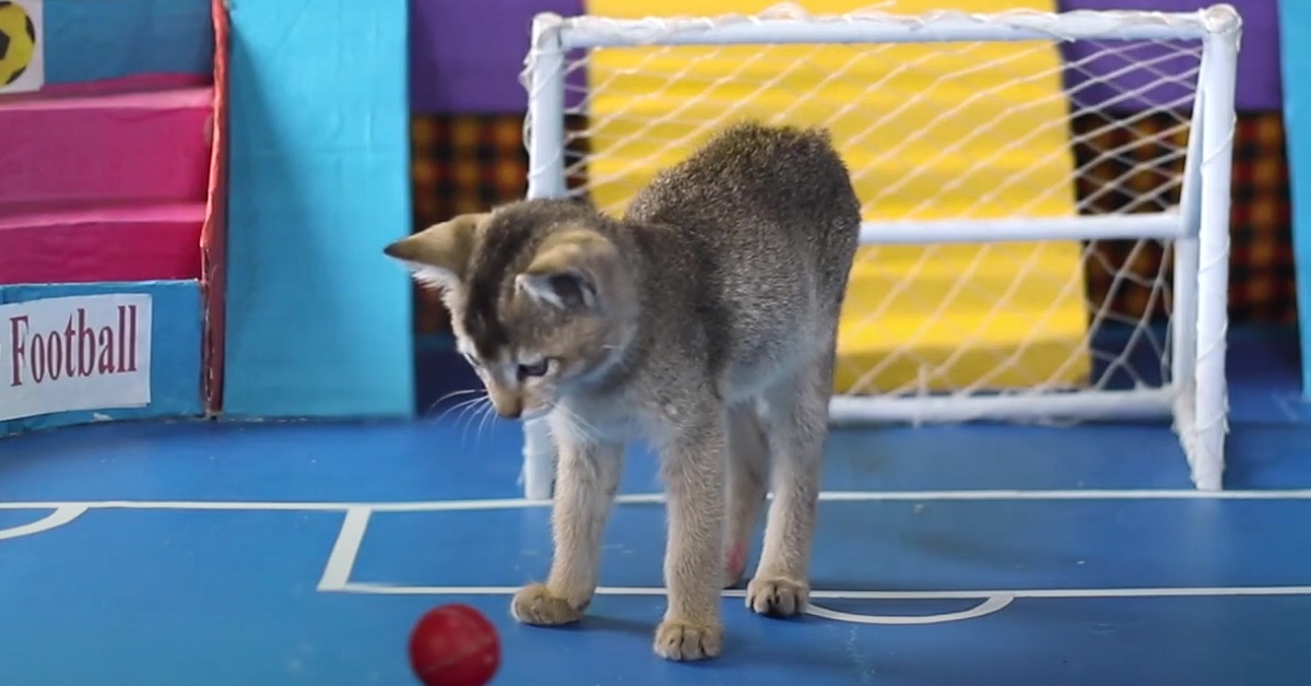 Due gattini divertenti giocano a calcio (VIDEO)