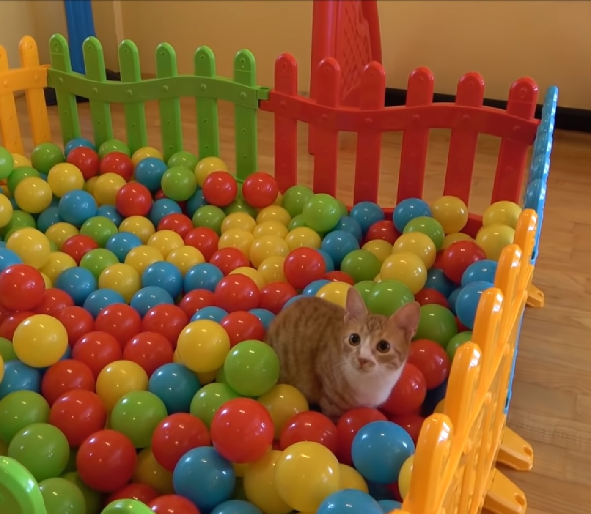 indy gattino gioca unica pallina