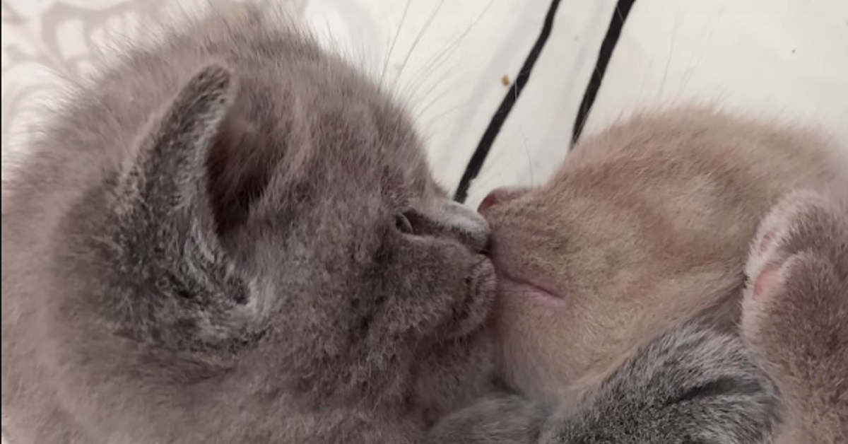 Due gattini si accarezzano a vicenda prima di dormire (VIDEO)