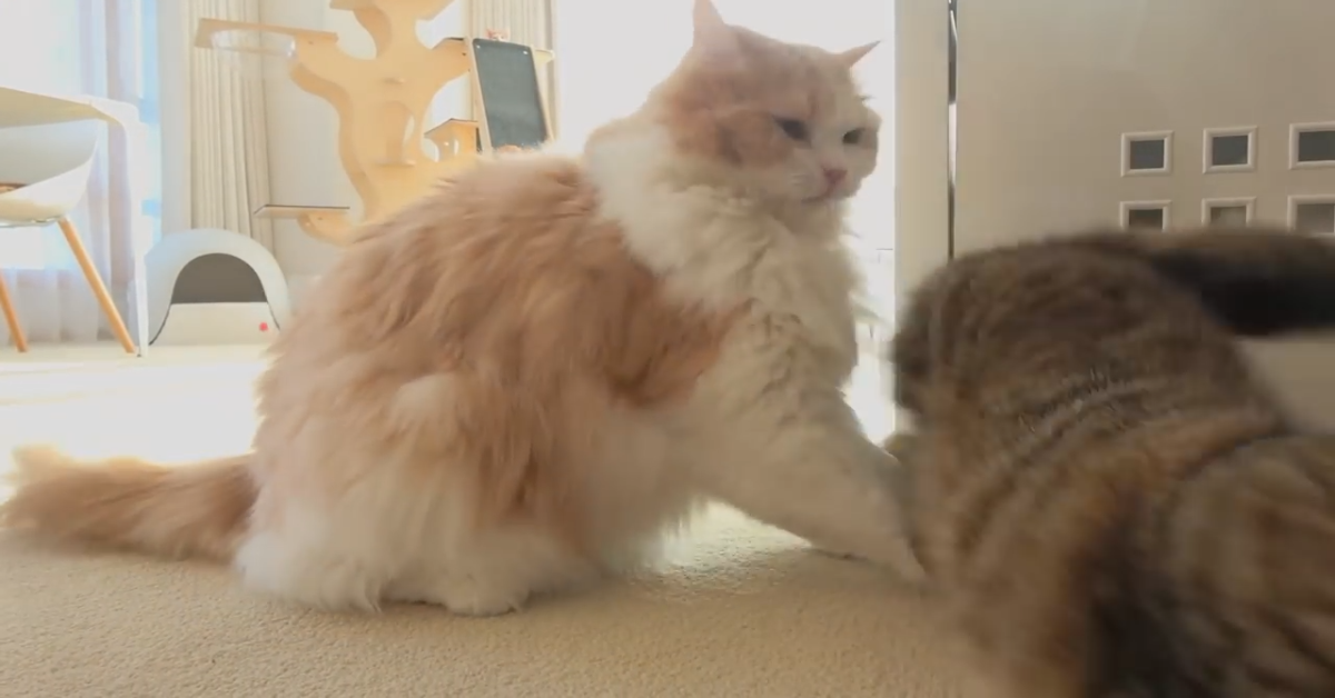 Due gattini si scontrano in un gioco dolcissimo (VIDEO)