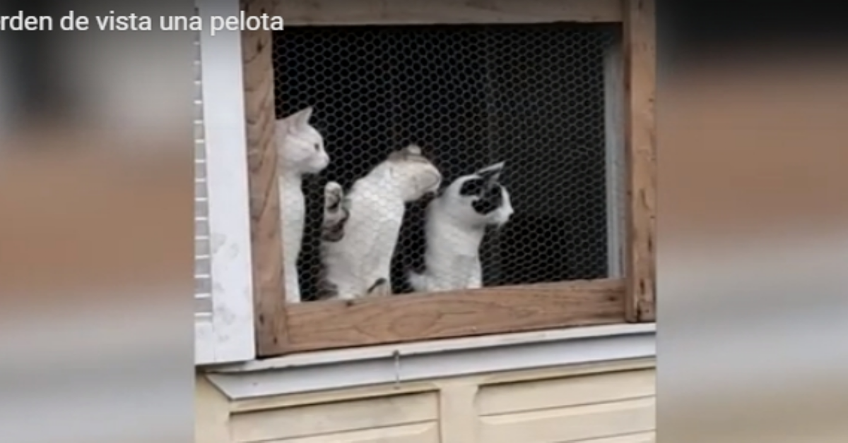 Tre simpatici gattini ipnotizzati dalla palla (VIDEO)