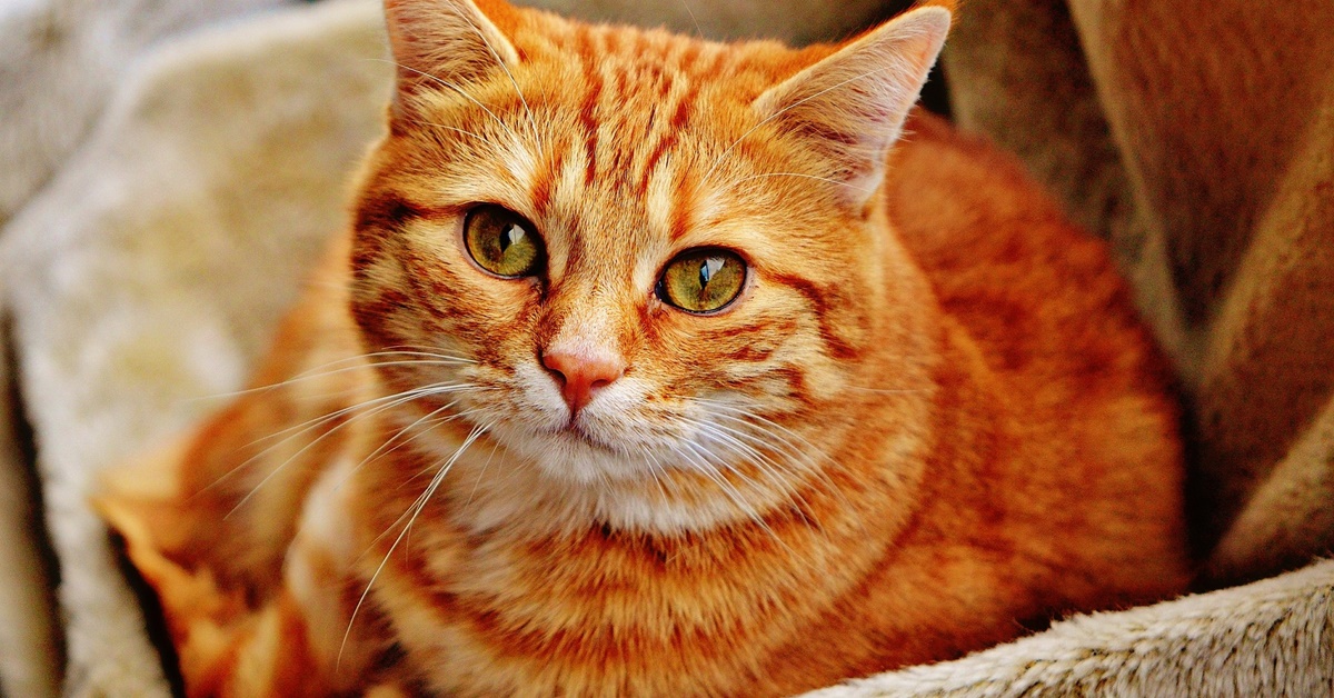 Fistola artero-venosa nel gatto: cos’è, cause, sintomi, diagnosi e cure