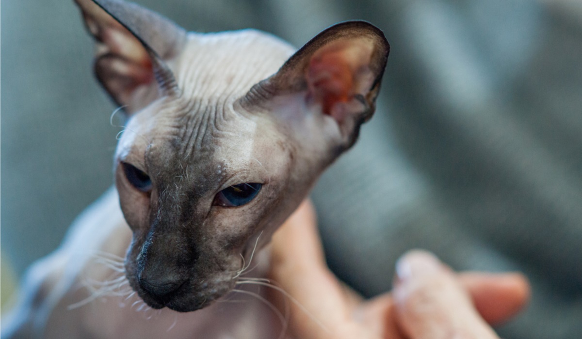 gatto devon rex