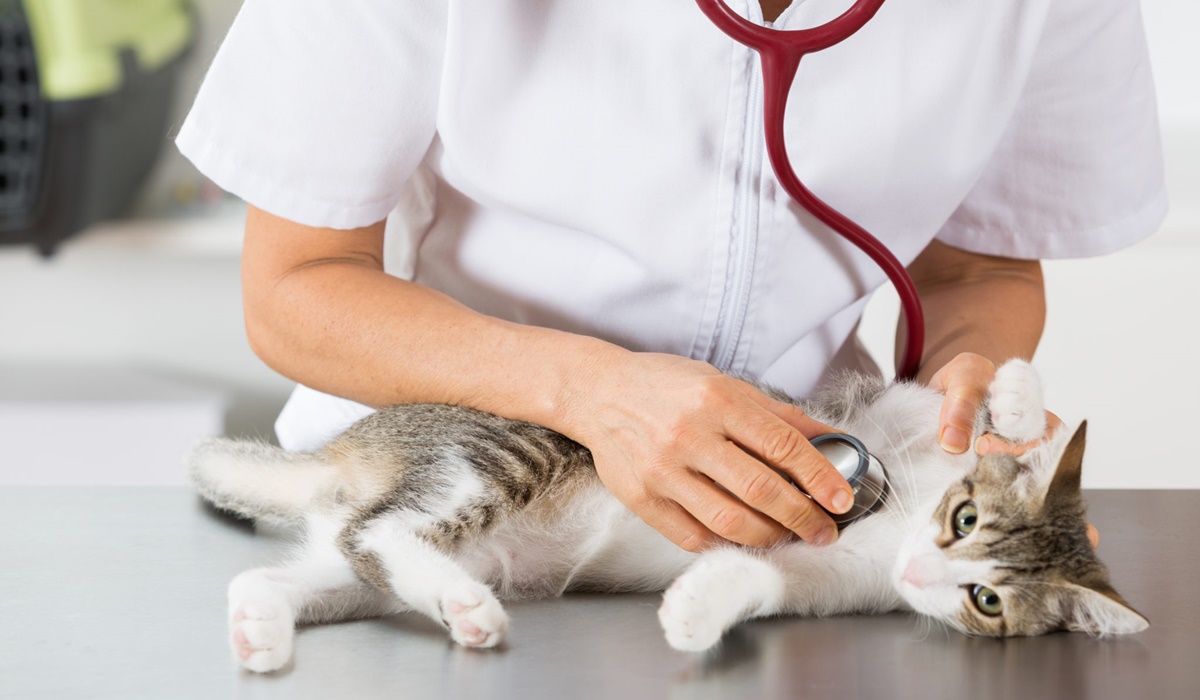 veterinario misura il battito cardiaco del gatto