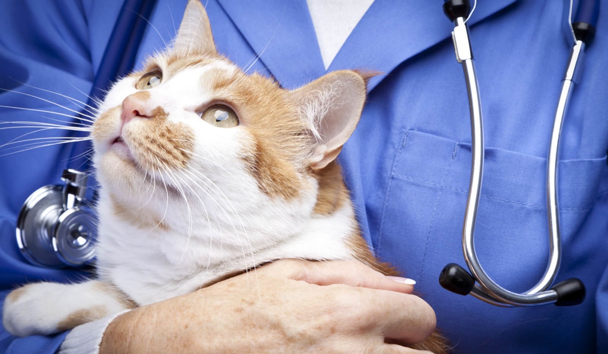 veterinario tiene in braccio un gatto