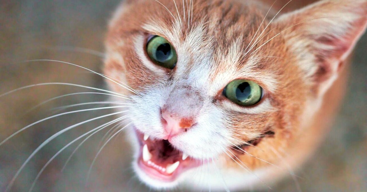 Fistola oro-nasale nel gatto: cos’è, cause, sintomi, diagnosi e cure