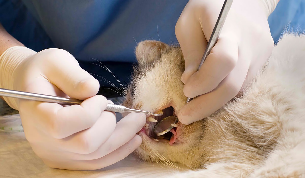 veterinario controlla i denti del gatto