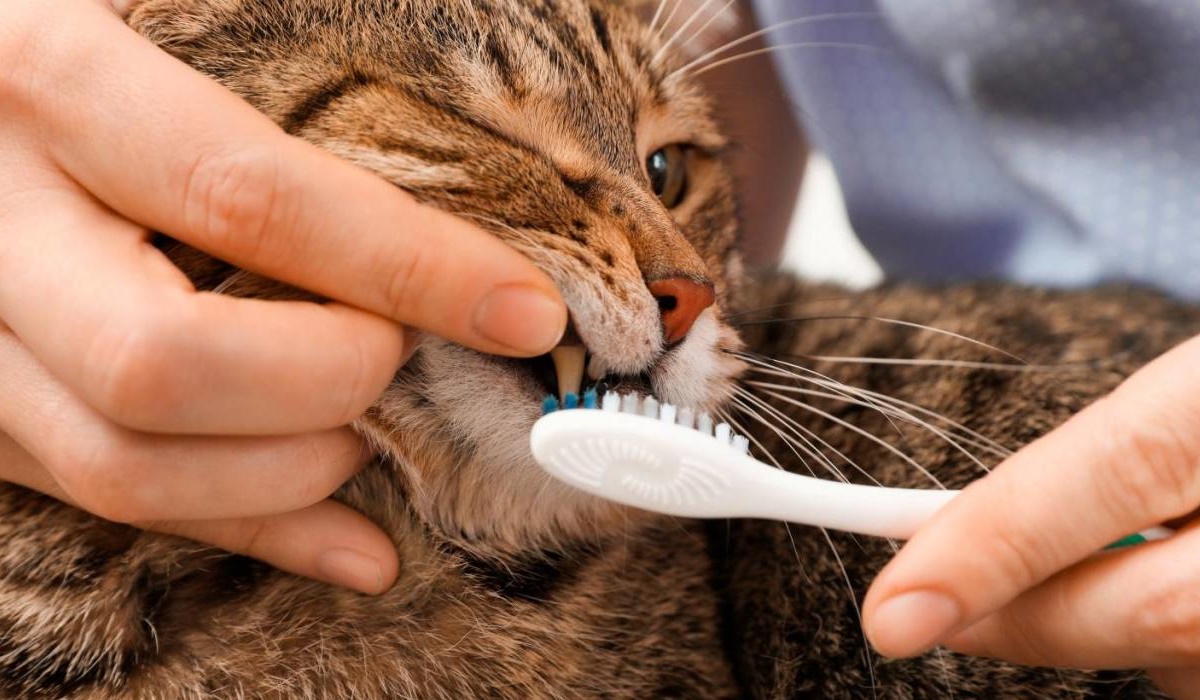 pulire i denti al gatto