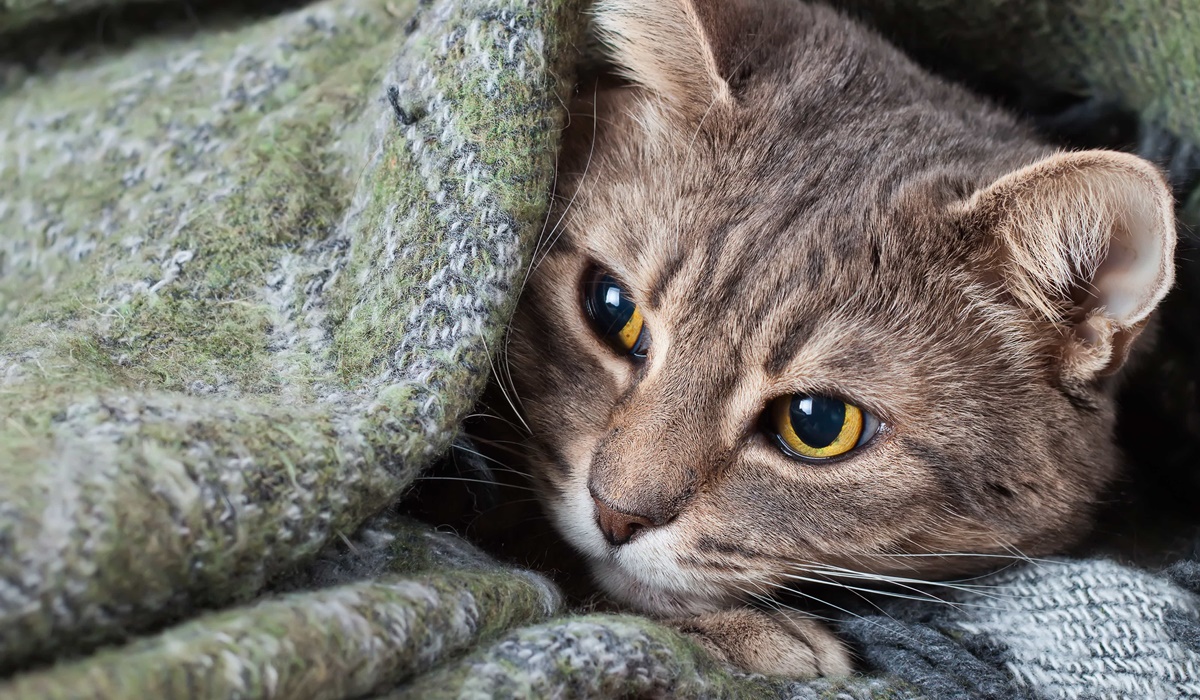 gatto sotto la coperta