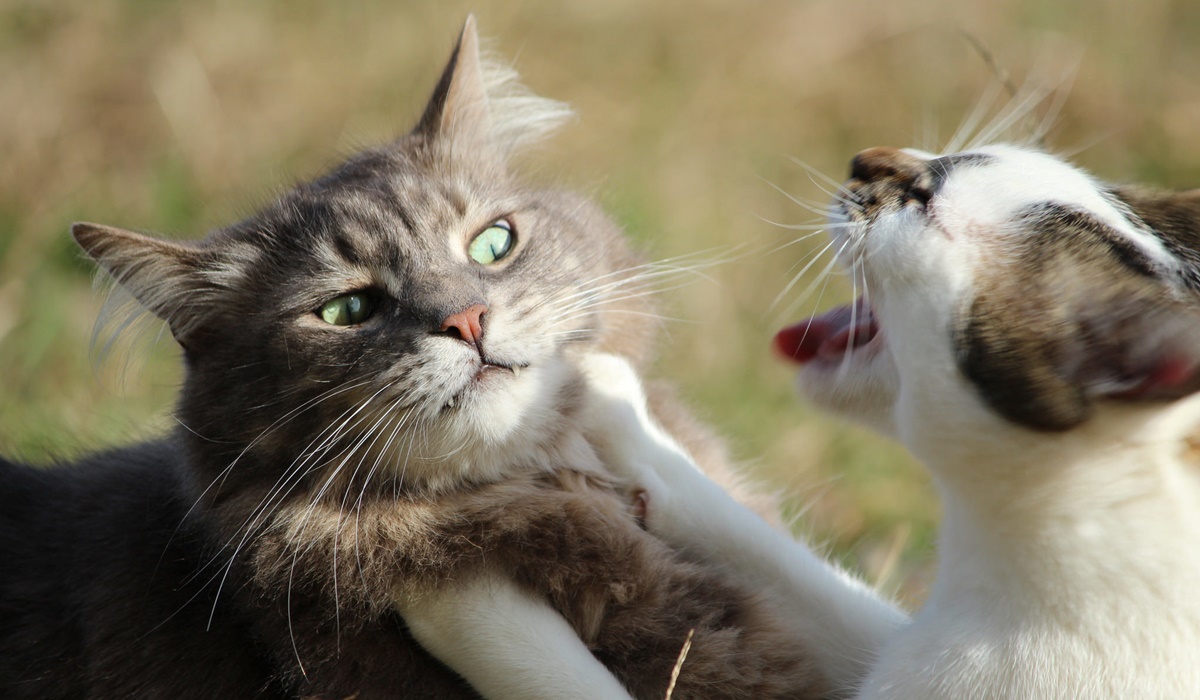 gatti che litigano