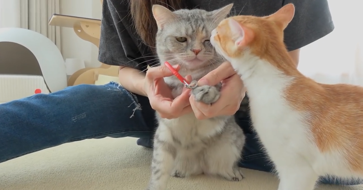 Due dolci gatti si fanno tagliare le unghie dalla padrona (VIDEO)