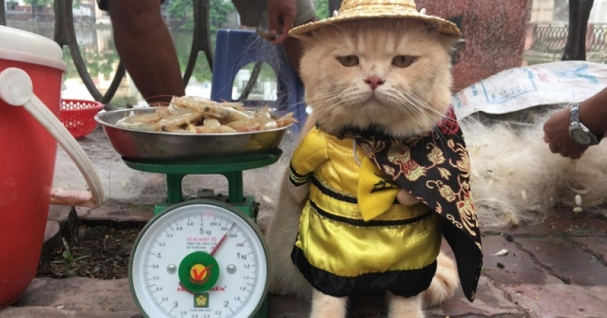 Dog, il gattino che vende il pesce in un famoso mercato in Vietnam (VIDEO)