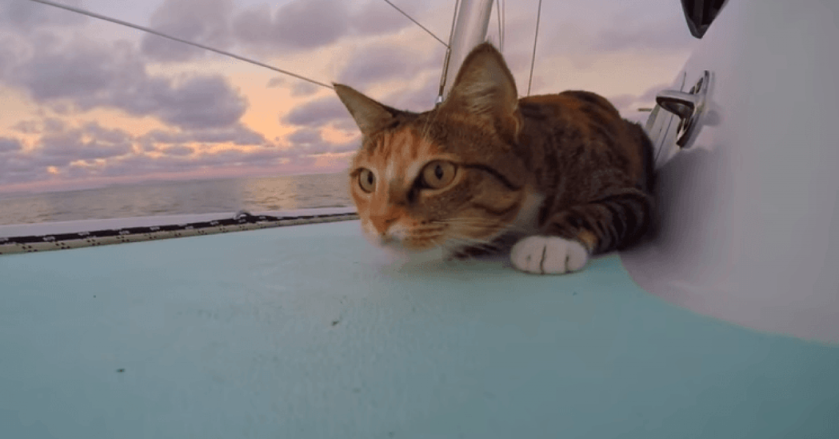 Amelia: la gatta che gira il mondo in barca a vela