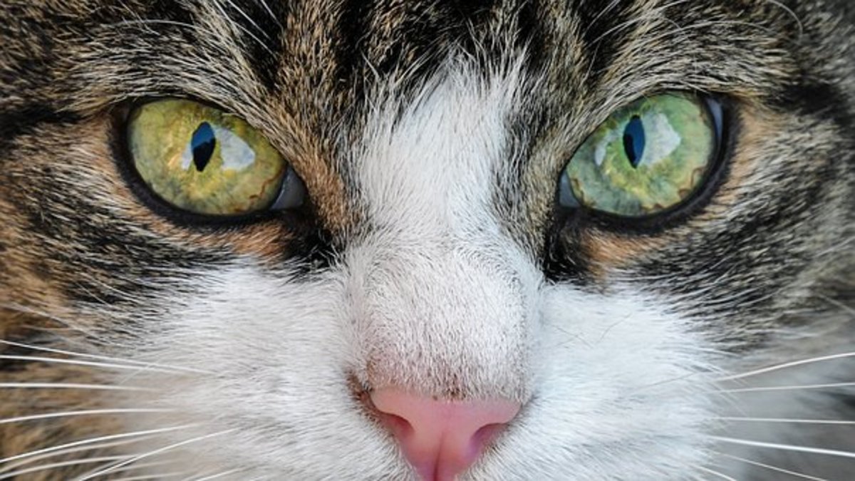 occhi verdi gatto