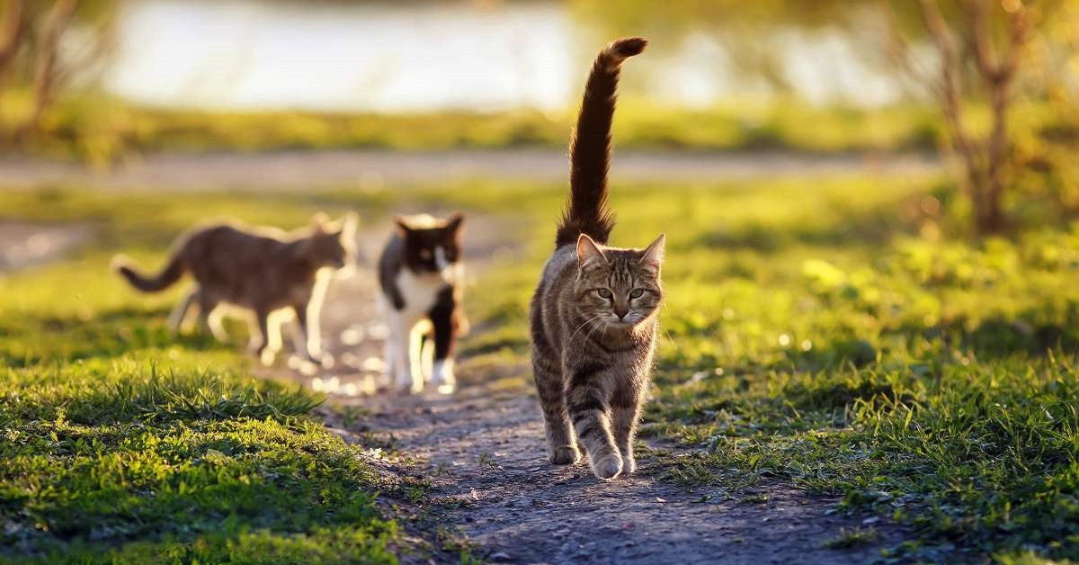 gatti su strada di campagna