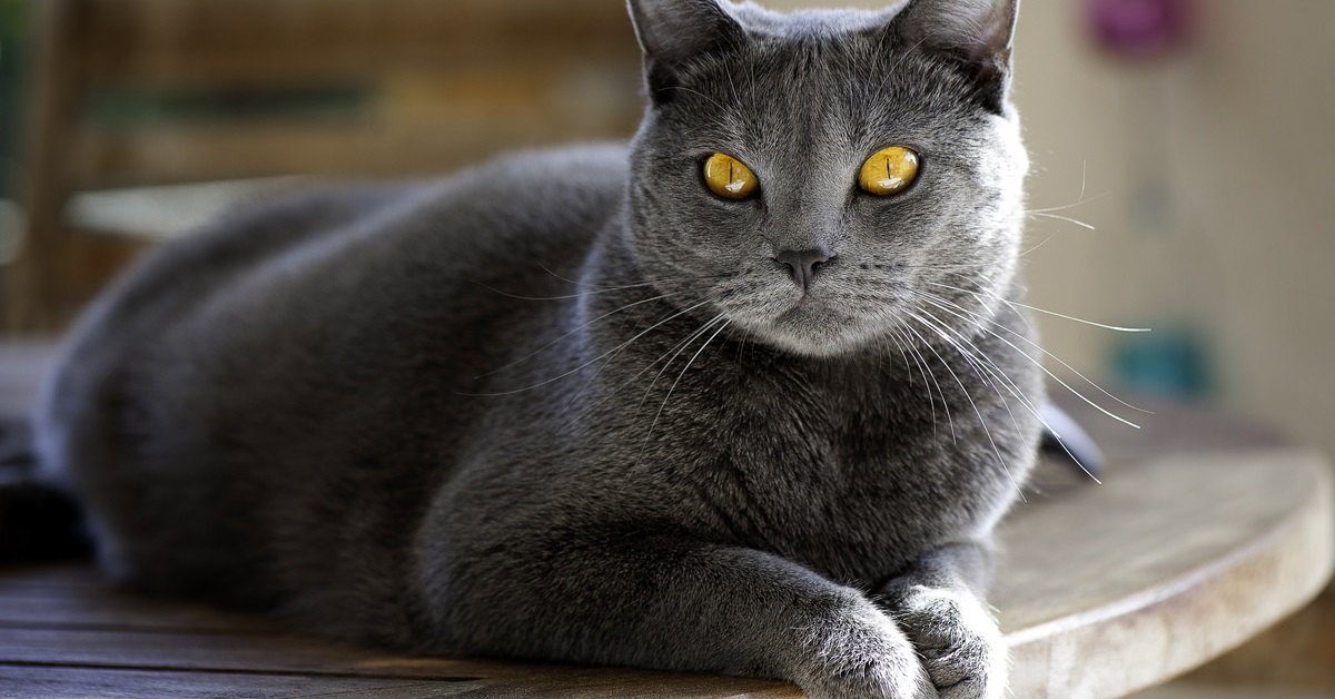 gatto certosino