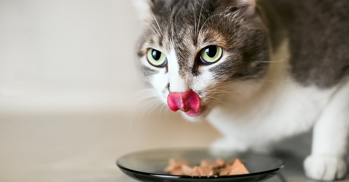Gatti e olio di fegato di merluzzo: come darglielo, a cosa serve e perché è utile