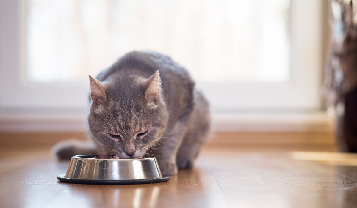 gatto mangia croccantini