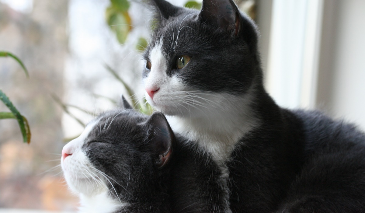 gatti della stessa cucciolata