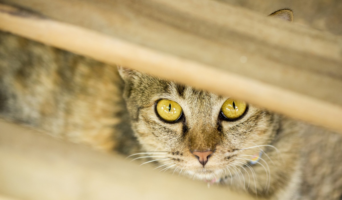 gatto che si nasconde