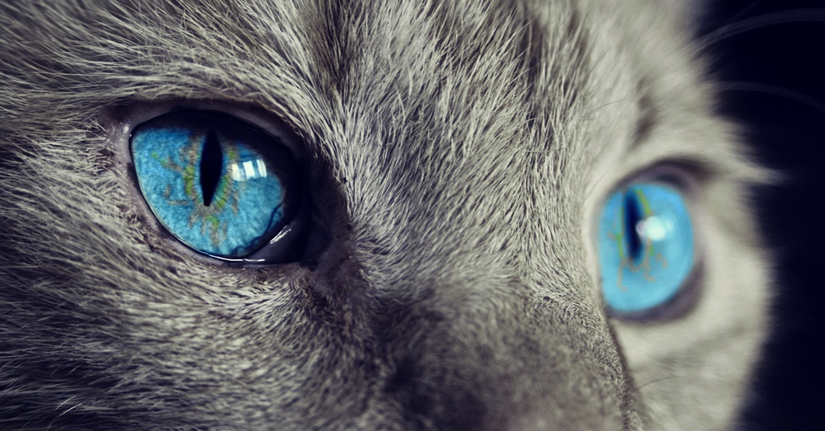 I gatti hanno dei poteri magici? Tutta la verità tra mito e leggenda