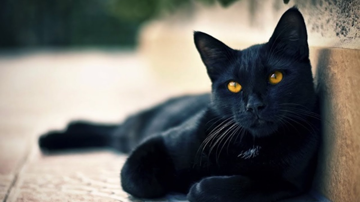 gatto con il mantello tutto nero