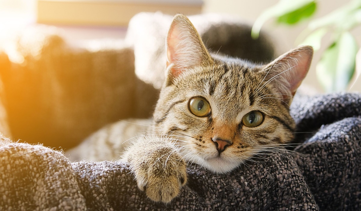 gatto che dorme sul divano