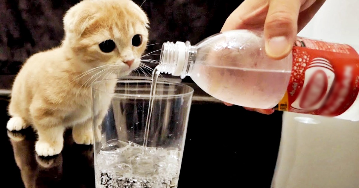 I gatti possono bere bevande gassate? Ecco tutto ciò che bisogna sapere