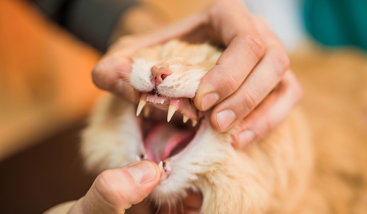 denti del gatto