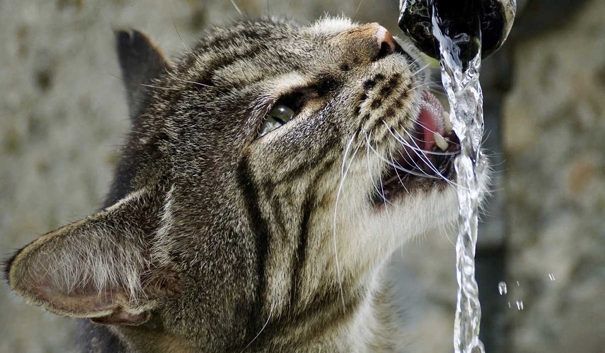 gatto beve acqua dal rubinetto