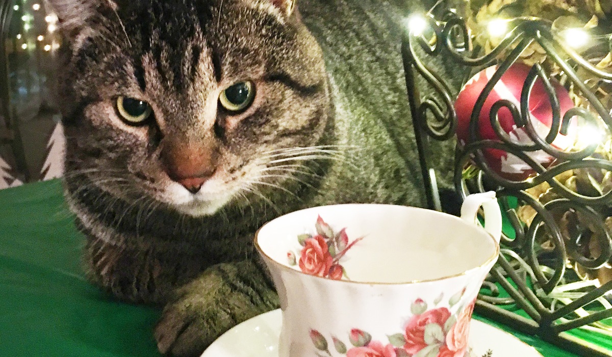 gatto con tazza di tè