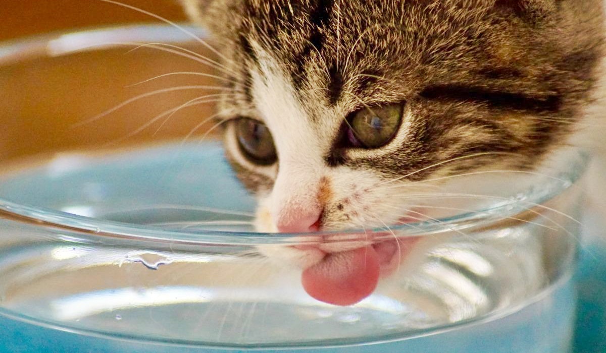 gattino beve acqua fresca