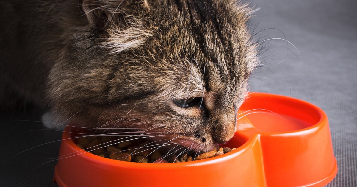 gatto mangia crocchette