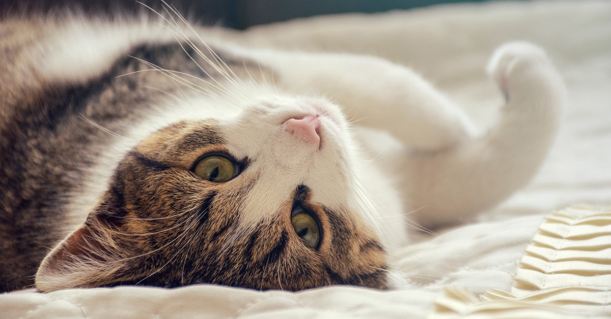 I gatti possono mangiare gli spinaci o per loro è dannoso?
