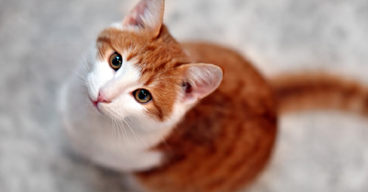 gatto rosso e bianco